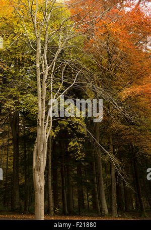 Contre un arbre sans feuilles hêtre Birch Grove, près de Selkirk, Frontières, Ecosse, Royaume-Uni, Banque D'Images