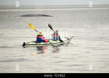 Loreto, Baja, au Mexique. Kayak touristes par jour nuageux avec une baleine dans l'arrière-plan. Banque D'Images