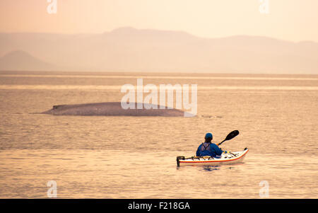 Loreto, Baja, au Mexique. Kayak touristes par jour nuageux avec une baleine dans l'arrière-plan. Banque D'Images