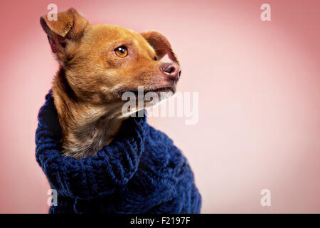 Chien chihuahua de gingembre en laine sur toile de studio. Banque D'Images