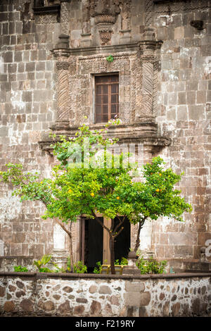 San Javier, Baja, au Mexique. L'accent d'un arbre en face d'une église. Banque D'Images