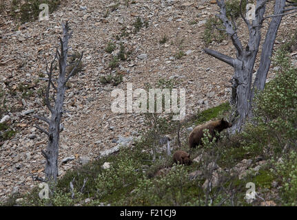 La vallée du Glacier, Montana, USA. Août 31, 2015. 09/02/2015. Un grizzli et son petit brouter près de nombreux glaciers dans le Parc National de Glacier dans le Montana qui fait partie de l'International Peace Park partagée avec le parc national des Lacs-Waterton du Canada en Alberta, Canada. © Ralph Lauer/ZUMA/Alamy Fil Live News Banque D'Images