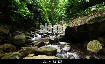 Rocky Mountain stream entre forêt Banque D'Images