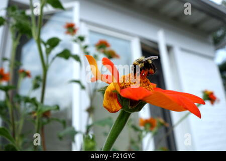 Abeille pollinisant tournesol mexicain Banque D'Images