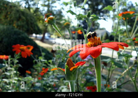 Abeille pollinisant tournesol mexicain Banque D'Images