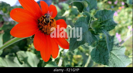 Abeille pollinisant tournesol mexicain Banque D'Images