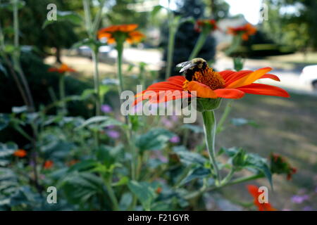 Abeille pollinisant tournesol mexicain Banque D'Images