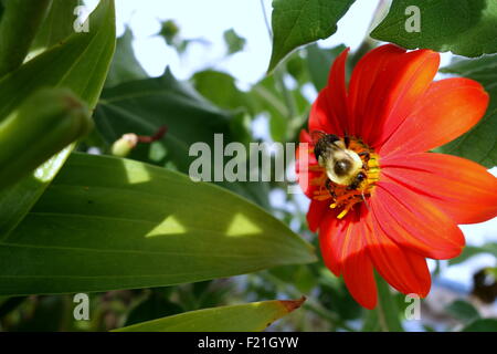 Abeille pollinisant tournesol mexicain Banque D'Images