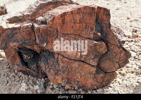 Forêt Pétrifiée forêt pétrifiée dans des échantillons national monument Damaraland Namibie. Banque D'Images