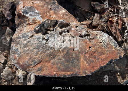 Forêt Pétrifiée forêt pétrifiée dans des échantillons national monument Damaraland Namibie. Banque D'Images