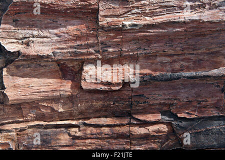 Forêt Pétrifiée forêt pétrifiée dans des échantillons national monument Damaraland Namibie. Banque D'Images