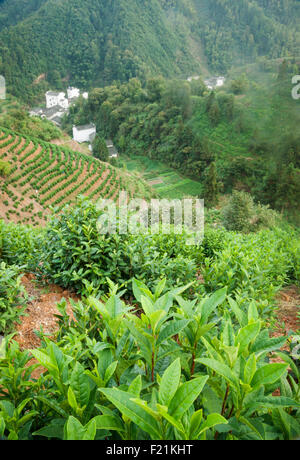 Les plantations de thé en terrasses dans la province de l'Anhui avec fermes en vallée éloignée, près de la montagne jaune, Huangshan, Chine, Asie Banque D'Images