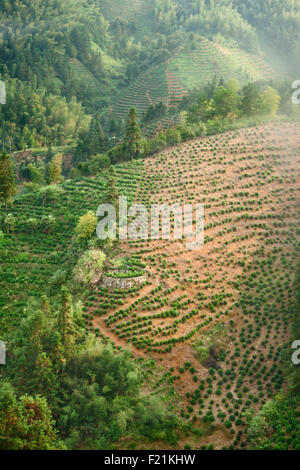 Les plantations de thé en terrasses dans la province de l'Anhui, près de la montagne jaune, Huangshan, Chine, Asie Banque D'Images