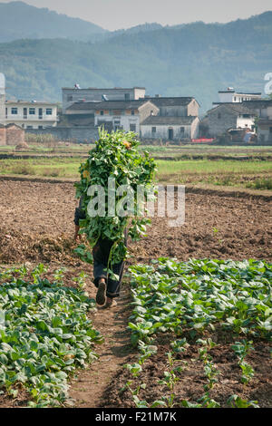 Dos de l'homme marche loin transportant des plantes vertes sur le dos, champ de riz, Chengkan village, China, Asia Banque D'Images