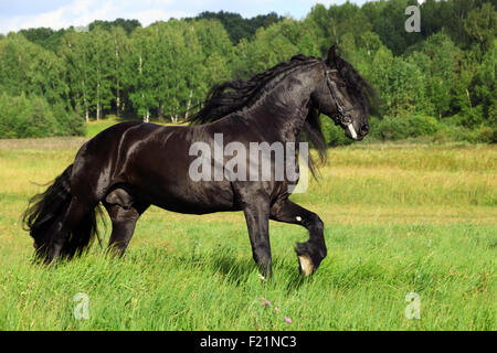 Étalon frison galoper dans un champ vert Banque D'Images