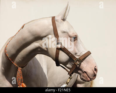 Blue-eyed Cremello cheval akhal-teke Banque D'Images