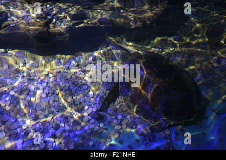 Dalian, Liaoning, CHN. Sep 8, 2015. Dalian, Chine - 8 septembre 2015 : (usage éditorial uniquement. Chine OUT) Touristes jeter billets et pièces de la tortue piscine dans Shengya monde marin pour obtenir la bonne chance. La tortue est difficile de repartir avec tant de fardeaux. © SIPA Asie/ZUMA/Alamy Fil Live News Banque D'Images