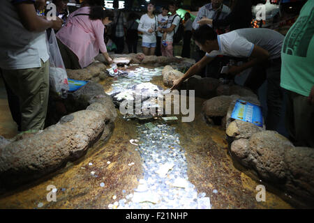 Dalian, Liaoning, CHN. Sep 8, 2015. Dalian, Chine - 8 septembre 2015 : (usage éditorial uniquement. Chine OUT) Touristes jeter billets et pièces de la tortue piscine dans Shengya monde marin pour obtenir la bonne chance. La tortue est difficile de repartir avec tant de fardeaux. © SIPA Asie/ZUMA/Alamy Fil Live News Banque D'Images