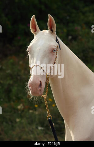 Blue-eyed Cremello cheval akhal-teke Banque D'Images