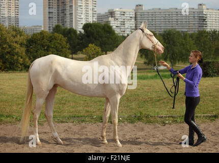Blue-eyed Cremello cheval akhal-teke Banque D'Images