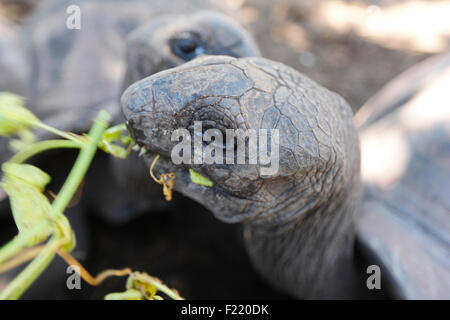 Des tortues dans parc national sur l'île de La Digue, Seychelles Banque D'Images