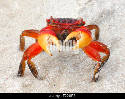 Crabe rouge close up sur la plage, aux Seychelles. Banque D'Images