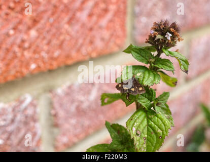 - Espèce de menthe Pyrausta aurata - revient à ouvrir les ailes sur une herbacée de menthe Banque D'Images