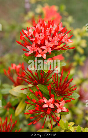 L'établissement Aroma flower close up, Seychelles. Banque D'Images