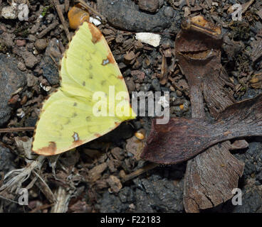 - Opisthograptis luteolata Brimstone Papillon papillon jaune sur le marbre Banque D'Images