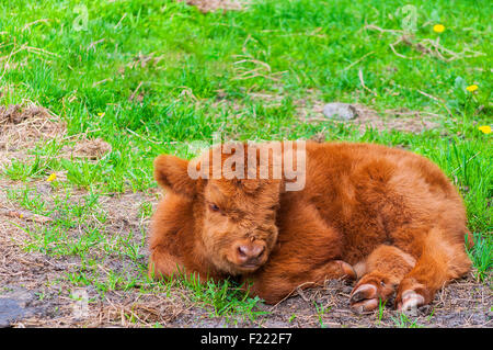 Un long haired highland cow calf repose dans un champ d'herbe verte. Banque D'Images