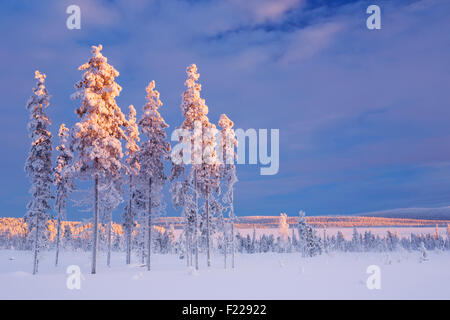Paysage d'hiver en Laponie Finlandaise, photographié au coucher du soleil. Banque D'Images