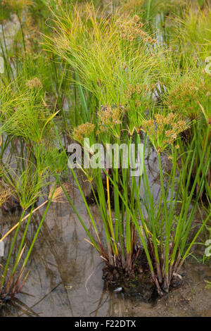 Carex papyrus, papier, tapis indiens reed plante, herbe du Nil, la société Papyrusstaude Zyperngras, Papyrus, Cyperus papyrus, papier, Banque D'Images