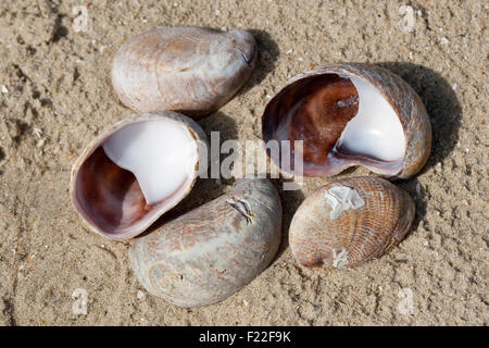 Slipper limpet, slippersnail Pantoffelschnecke Pantoffel-Schnecke,,, leere Schalen, Porzellanpantoffel, Crepidula fornicata Banque D'Images