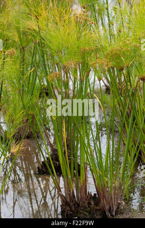 Carex papyrus, papier, tapis indiens reed plante, herbe du Nil, la société Papyrusstaude Zyperngras, Papyrus, Cyperus papyrus, papier, Banque D'Images