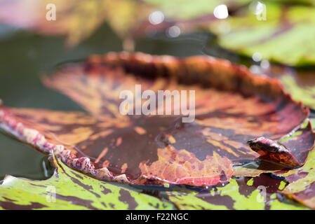 Un plan macro sur une feuille de nénuphar rouge et verte sur l'eau. Banque D'Images