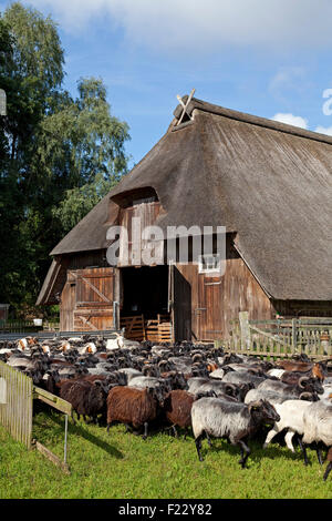 Moutons, Wilsede, Luneburg Heath, Basse-Saxe, Allemagne Banque D'Images