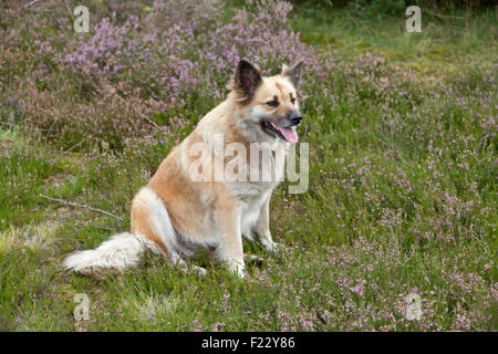 L'observation de berger de moutons, Lueneburg Heath près de Wilsede, Basse-Saxe, Allemagne Banque D'Images