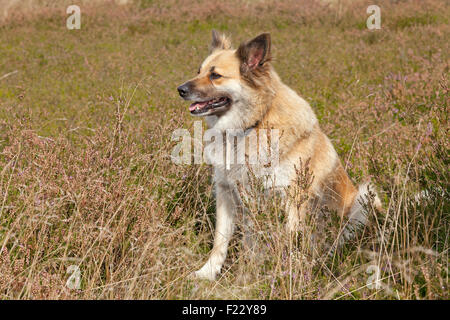 L'observation de berger de moutons, Lueneburg Heath près de Wilsede, Basse-Saxe, Allemagne Banque D'Images