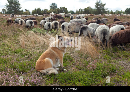 L'observation de berger de moutons, Lueneburg Heath près de Wilsede, Basse-Saxe, Allemagne Banque D'Images