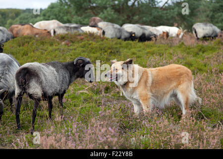 L'observation de berger de moutons, Lueneburg Heath près de Wilsede, Basse-Saxe, Allemagne Banque D'Images