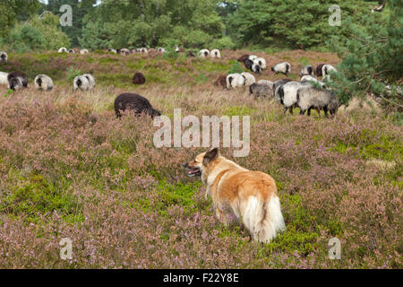 L'observation de berger de moutons, Lueneburg Heath près de Wilsede, Basse-Saxe, Allemagne Banque D'Images