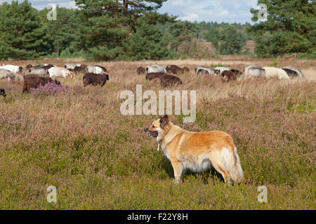 L'observation de berger de moutons, Lueneburg Heath près de Wilsede, Basse-Saxe, Allemagne Banque D'Images