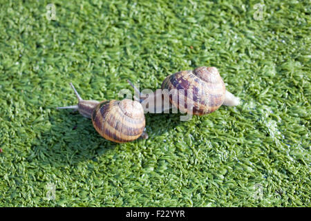 Escargots sur l'herbe artificielle Banque D'Images