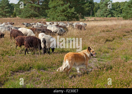 L'observation de berger de moutons, Lueneburg Heath près de Wilsede, Basse-Saxe, Allemagne Banque D'Images