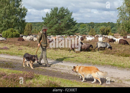 Berger avec ses moutons, Lueneburg Heath près de Wilsede, Basse-Saxe, Allemagne Banque D'Images