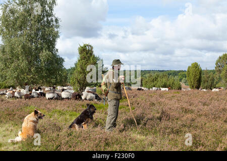 Berger avec ses moutons, Lueneburg Heath près de Wilsede, Basse-Saxe, Allemagne Banque D'Images