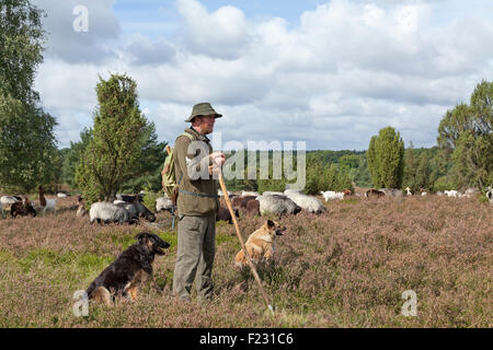 Berger avec ses moutons, Lueneburg Heath près de Wilsede, Basse-Saxe, Allemagne Banque D'Images