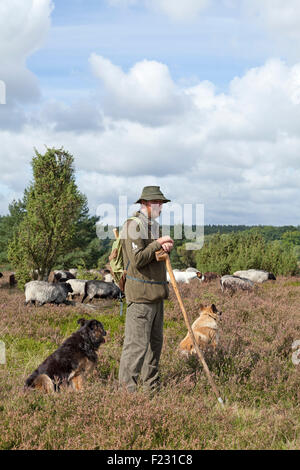 Berger avec ses moutons, Lueneburg Heath près de Wilsede, Basse-Saxe, Allemagne Banque D'Images