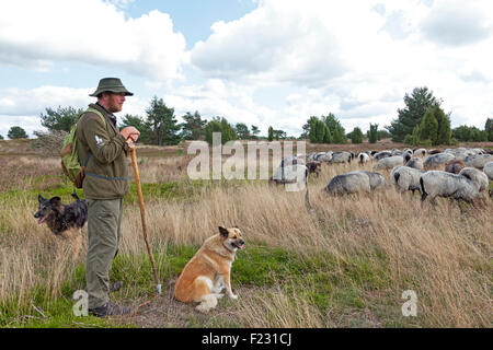 Berger avec ses moutons, Lueneburg Heath près de Wilsede, Basse-Saxe, Allemagne Banque D'Images