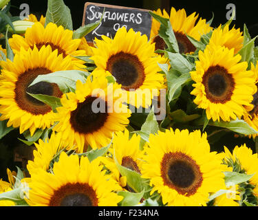 Le tournesol (Helianthus annuus) en vente sur un étal dans le centre-ville de Manchester, au Royaume-Uni. Banque D'Images